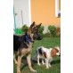 Mira, Deutscher Schäferhund - Hündin