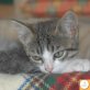Mira, Europäische Kurzhaarkatze - Katze