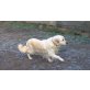 Mira, Golden Retriever - Hündin