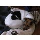Mira, Jack-Russell-Terrier - Hündin