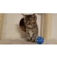 Mira, Perser mit Nase - Katze