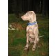 Mira, Weimaraner Welpen - Hündin