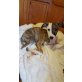 Mira, Whippet Welpen - Hündin