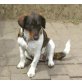 Mira, freundlicher Beagle Mix  - Hündin