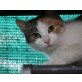 Mirabel, Mischling - Katze