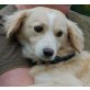 Mirabell, Retriever-Spitz-Mischling - Hündin