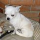 Mirabell kleine süße Prinzessin sucht Zuhause, Chihuahua kurzhaariger Schlag - Hündin