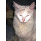 Mireay, Türkische Van Katze - Katze