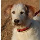 Mireia, Griffon Mix - Hündin