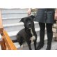 Mirela, ihr Besitzer mochte keine Hundehaare, Mischling - Hündin