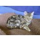 Miriam, Braungetigert - Katze