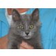 Miriam, Kartäusermix - Katze