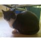 Miriel, Hauskatze - Katze