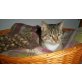 Miro, Europäisch Kurzhaar - Kater