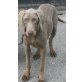 Mirta - TAUB!!!, Weimaraner - Hündin