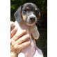 Mirthe, Pinscher  Mix Welpen - Hündin