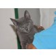 Mirtillo, Kartäusermix - Kater