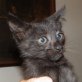 Mirto, süßer - Kater