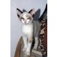 Misaki, Siam-Mix - Katze