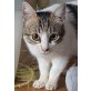 Mischa, Kulleraugenalarm/ Pflegestelle Plankstadt - Katze