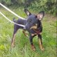Mischa typische Welpin sucht Heimat, nette Pinscher-Mischlingshündin Welpen - Hündin