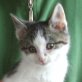 Mischling - Kater