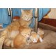 Mischling - Kater