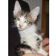 Mischling - Kater