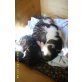 Mischling - Kater