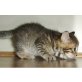 Mischling - Kater