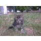 Mischling - Kater