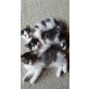 Mischling - Kater