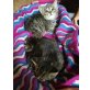 Mischling  - Kater