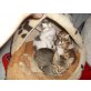Mischling - Kater