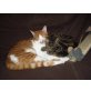 Mischling - Kater