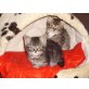 Mischling - Kater