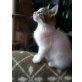 Mischling - Kater