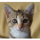 Mischling - Katze