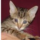 Mischling - Katze