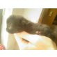 Mischling - Katze