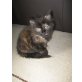 Mischling - Katze