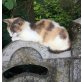 Mischling - Katze