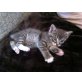 Mischling - Katze