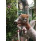 Mischling - Katze