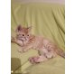 Mischling - Katze