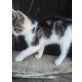 Mischling - Katze