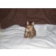 Mischling - Katze