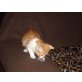 Mischling - Katze