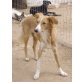 Mischling Melon, Galgo Bretonen ? - Rüde