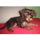 Mischling Rüde, Yorki+Chihuahua Welpen - Rüde